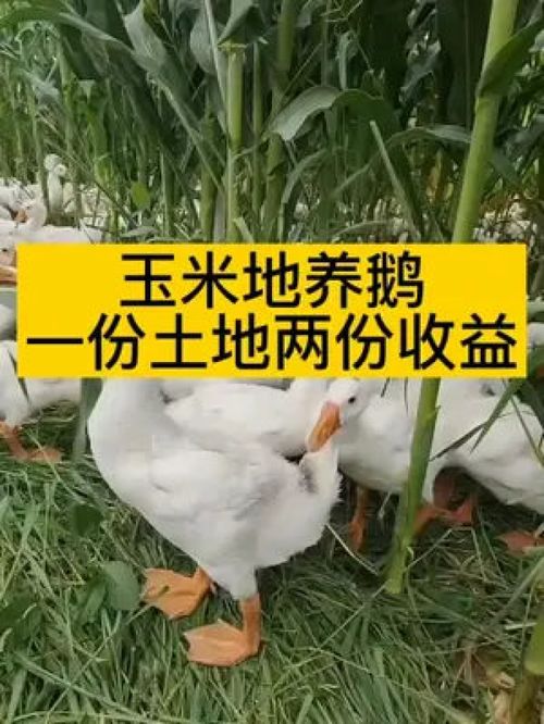 農(nóng)村動(dòng)物隨手拍 記錄家禽家畜的生活瞬間
