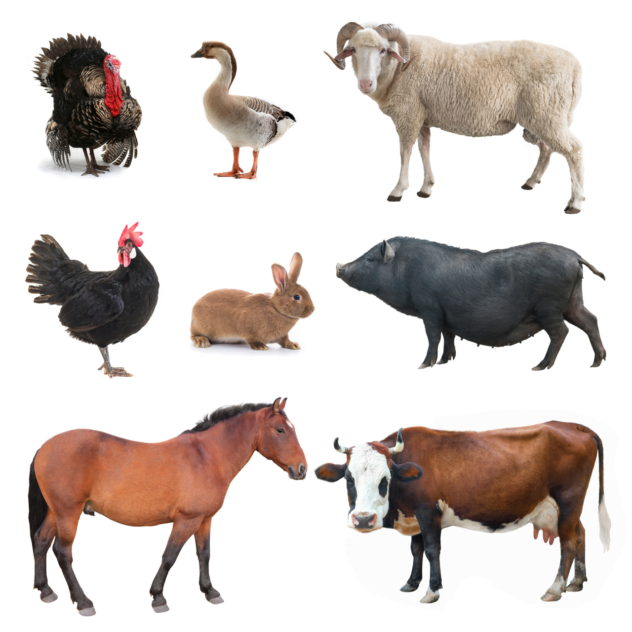 六畜與家禽家畜 傳統(tǒng)分類與現(xiàn)代養(yǎng)殖